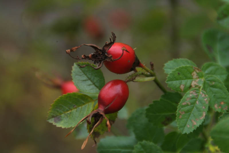 Rosa rubiginosaEgelantier bestellen